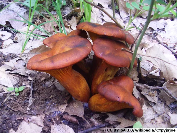 Pleurote de l'olivier, Omphalotus olearius