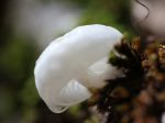 Collybie visqueuse, Mucidule visqueuse, Oudemansiella mucida Collybie visqueuse, Mucidule visqueuse, Oudemansiella mucida