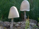 Pan�ole ovo�de, Pan�ole coprophile, Panaeolus semiovatus