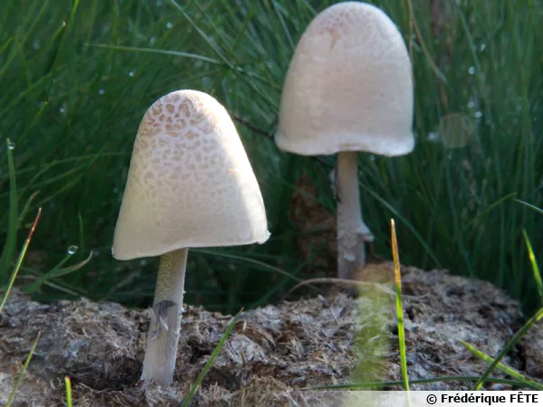 Le Panéole ovoïde, Panaeolus semiovatus affectionne les excréments