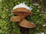 10 champignons comestibles de l'hiver