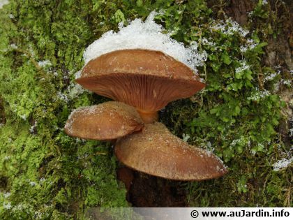 10 champignons comestibles de l'hiver