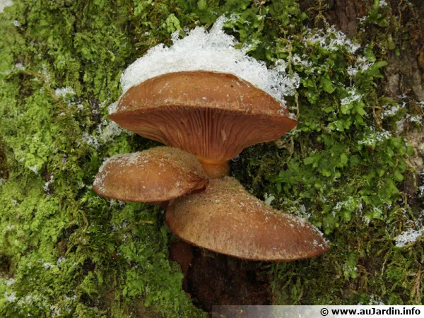 10 champignons comestibles de l'hiver, Panellus serotinus sous la neige