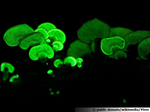 Bioluminescence de Panellus stipticus
