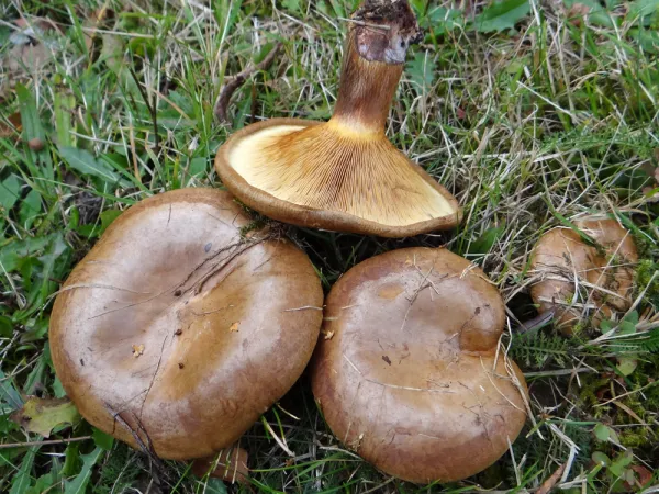 Paxille enroulé, Roulette russe, Paxillus involutus