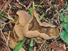 Pzize de Peters, Peziza petersii