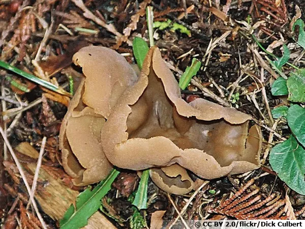 Pézize de Peters, Peziza petersii
