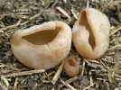 Pzize vsiculeuse, Peziza vesiculosa