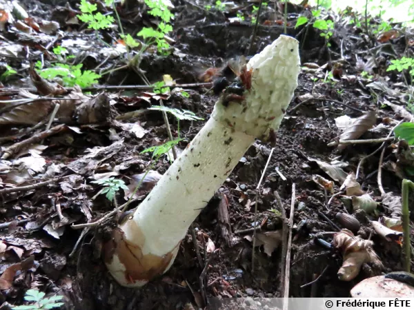 Satyre puant, Phalle impudique, Phallus impudicus