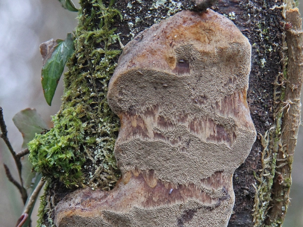 Polypore des vergers, Phellin du prunier, Phellin des arbres fruitiers, Phellin tuberculeux, Phellinus tuberculosus, 31 janvier 2018 sur prunelier, Ariège