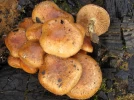 Flammule des charbonni�res, Pholiote des charbonni�res, Pholiota highlandensis