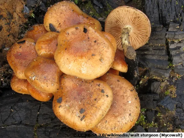 Flammule des charbonnires, Pholiote des charbonnires, Pholiota highlandensis