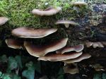 Polypore bai, Polypore à pied noir, Picipes badius, 17 avril 2018, milieu forestier, Ariège Polypore bai, Polypore à pied noir, Picipes badius, 17 avril 2018, milieu forestier, Ariège