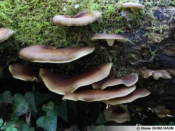 Polypore bai, Polypore à pied noir, Picipes badius, 17 avril 2018, milieu forestier, Ariège