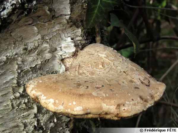 Polypore du bouleau, Piptoporus betulinus
