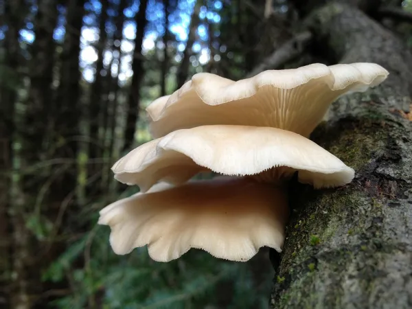 Superbes pleurotes dcouvertes en fort