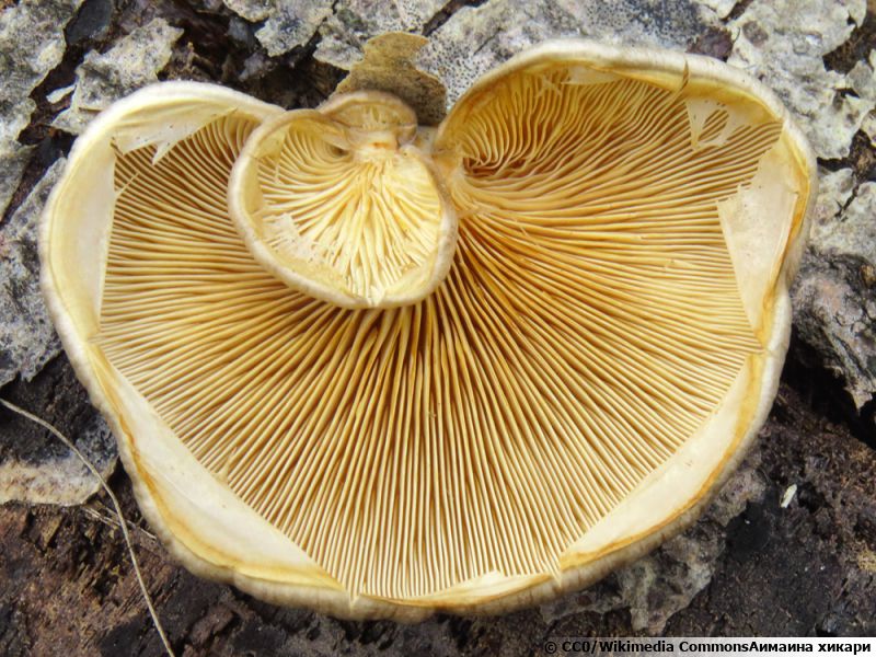 Pleurote du peuplier, Pleurotus calyptratus