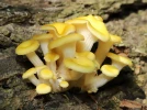 Pleurote jaune, Pleurote d'or, Pleurotus citrinopileatus