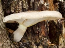Pleurote du ch�ne, Pleurote voil�, Pleurotus dryinus