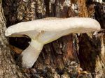 Pleurote du chêne, Pleurote voilé, Pleurotus dryinus Pleurote du chêne, Pleurote voilé, Pleurotus dryinus