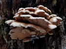 Les champignons carnivores