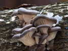 Pleurote en forme d'hu�tre, Oreille de Noyer, Pleurote en coquille, Pleurote d'hiver, Pleurotus ostreatus