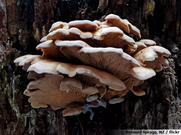 La Pleurote huître ne refuse quelques proies comme des nématodes des racines