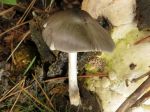 Plutée de Pouzar, Pluteus pouzarianus Plutée de Pouzar, Pluteus pouzarianus