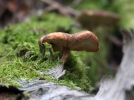 Polypore d'hiver, Polyporus brumalis