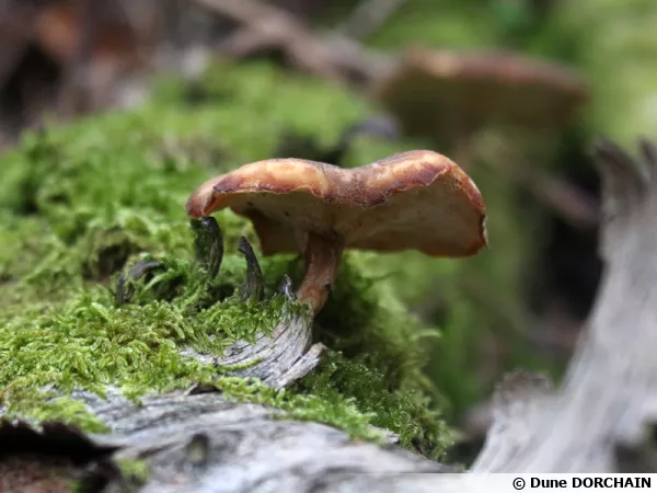 Polypore d'hiver, Polyporus brumalis