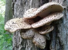 Polypore �cailleux, Polyporus squamosus