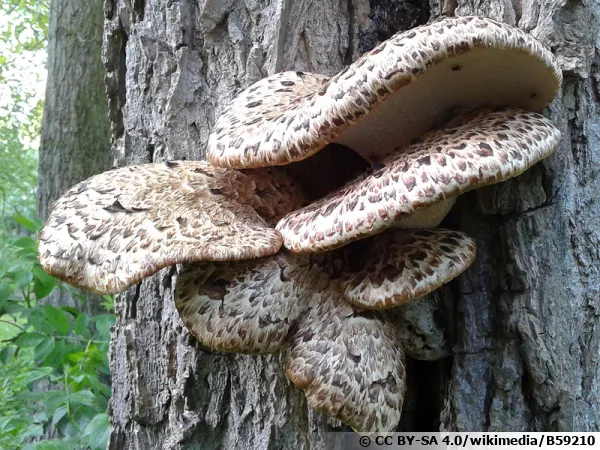 Polypore écailleux, Polyporus squamosus