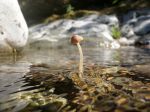 Les champignons des zones humides