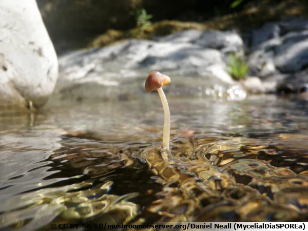 Psathyrella le pied dans un courant d'eau lger !