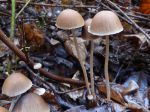 Psathyrelle gracile, Psathyrella corrugis Psathyrelle gracile, Psathyrella corrugis