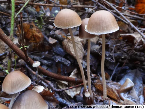 Psathyrelle gracile, Psathyrella corrugis