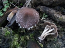 Psathyrelle des charbonnires, Phsathyrelle plumeuse, Psathyrella pennata