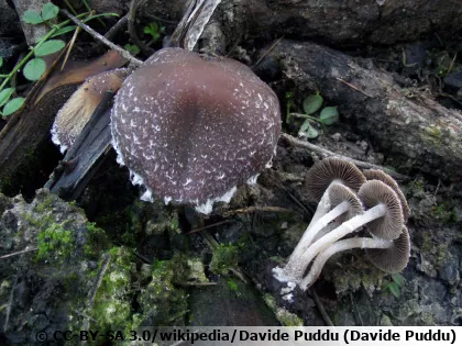 Psathyrelle des charbonni�res, Phsathyrelle plumeuse, Psathyrella pennata
