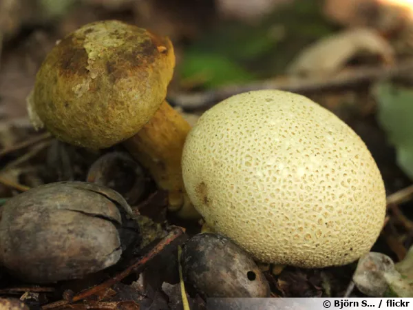 Bolet parasite, Pseudoboletus parasiticus