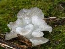 Faux-hydne g�latineux, Pseudohydnum gelatinosum