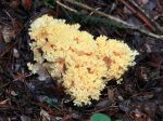 Clavaire jaune, Ramaria flava, juin 2018 en Andorre Clavaire jaune, Ramaria flava, juin 2018 en Andorre