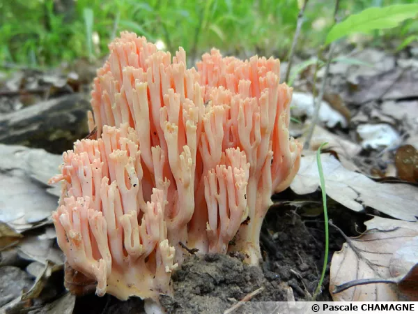 Clavaire élégante, Ramaire jolie, Ramaria formosa