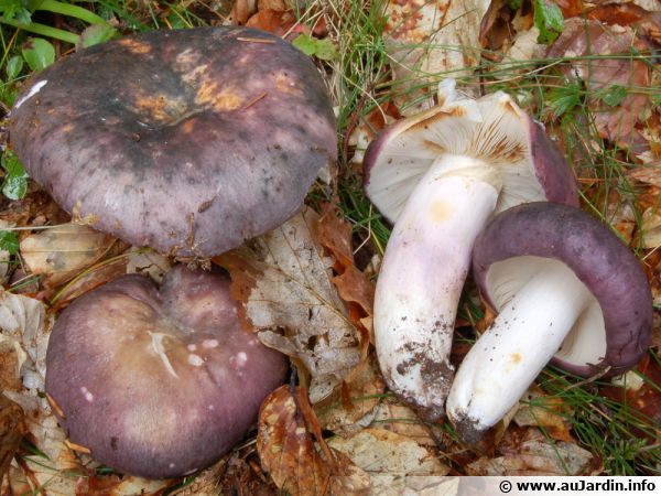 Russule charbonnière, Russula cyanoxantha