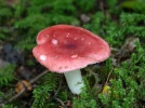 Russule de velours rouge, Russule rouge cinabre, Russula rubra