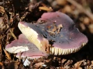 Russule vineuse, Russula vinosa