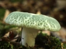 Russule verdoyante, Palomet, Bise verte, Russula virescens