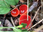 Pézize écarlate, Coupe de l'elfe, Sarcoscypha coccinea, 16 février, forêt, zone humide, Ariège Pézize écarlate, Coupe de l'elfe, Sarcoscypha coccinea, 16 février, forêt, zone humide, Ariège
