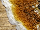 Mrule pleureuse, Mrule des maisons, Cancer du btiment, Serpula lacrymans