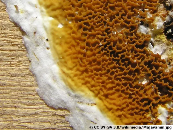 Mrule pleureuse, Mrule des maisons, Cancer du btiment, Serpula lacrymans
