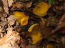 Pzize impriale, Sowerbyella imperialis